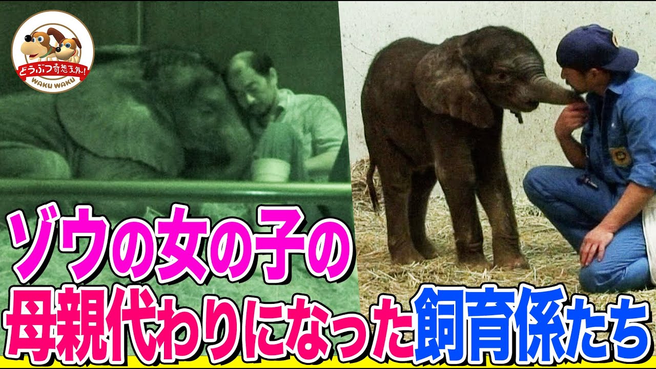 【感動】アフリカゾウの女の子の人工哺育に挑んだ飼育係たち！問題行動や謎のケガ…花火の夜に生まれた絆とは？ 日本初「とべ動物園」挑戦の記録Part２【どうぶつ奇想天外／WAKUWAKU】