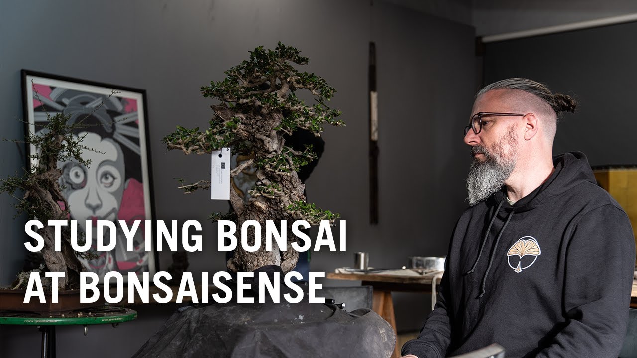 Studying bonsai at Bonsaisense, Mallorca