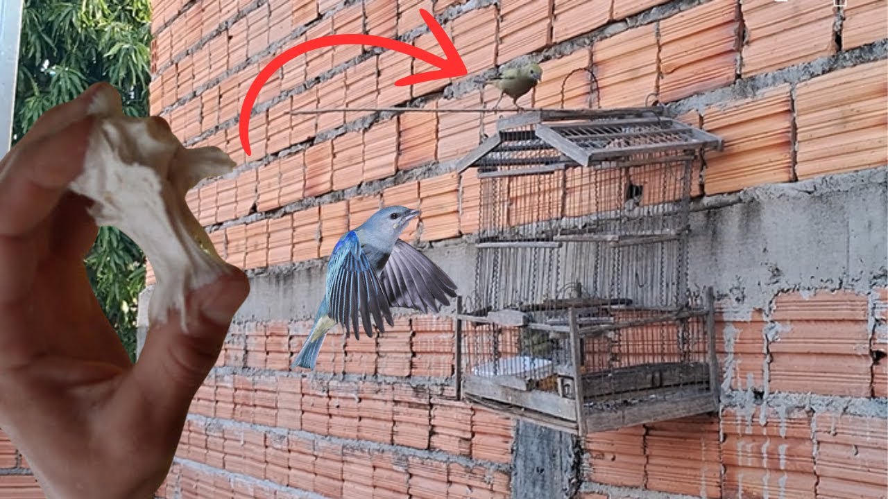 GATER PARA CAPTURAR PÁJARO COMO HACER UNA PEGA PARA CAPTURA CASERA TRAMPA PARA PÁJAROS CASERA
