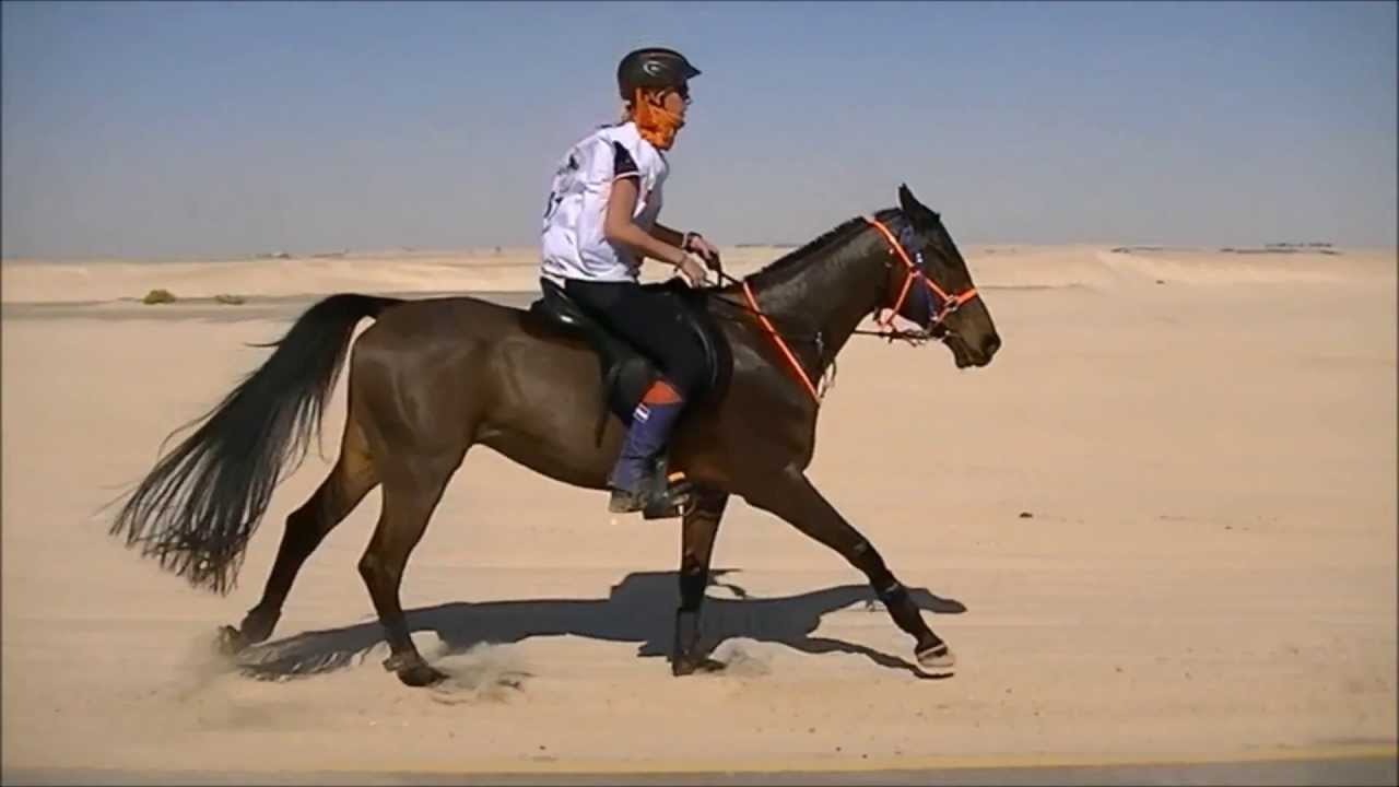 FEI World Endurance Championship Abu Dhabi YR & J 2011