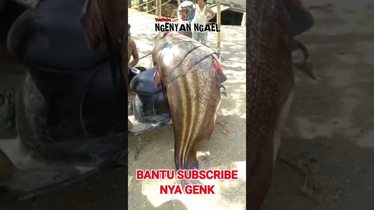 VIRAL ❗IKAN TAPAH MONSTER ❗TAPAH SUPER BESAR #ikantapah #viral #shorts #tranding #tiktok #fyp