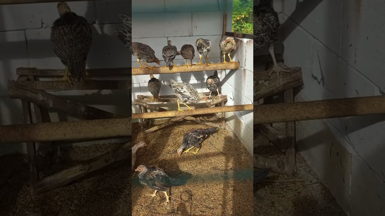 ayam kampung