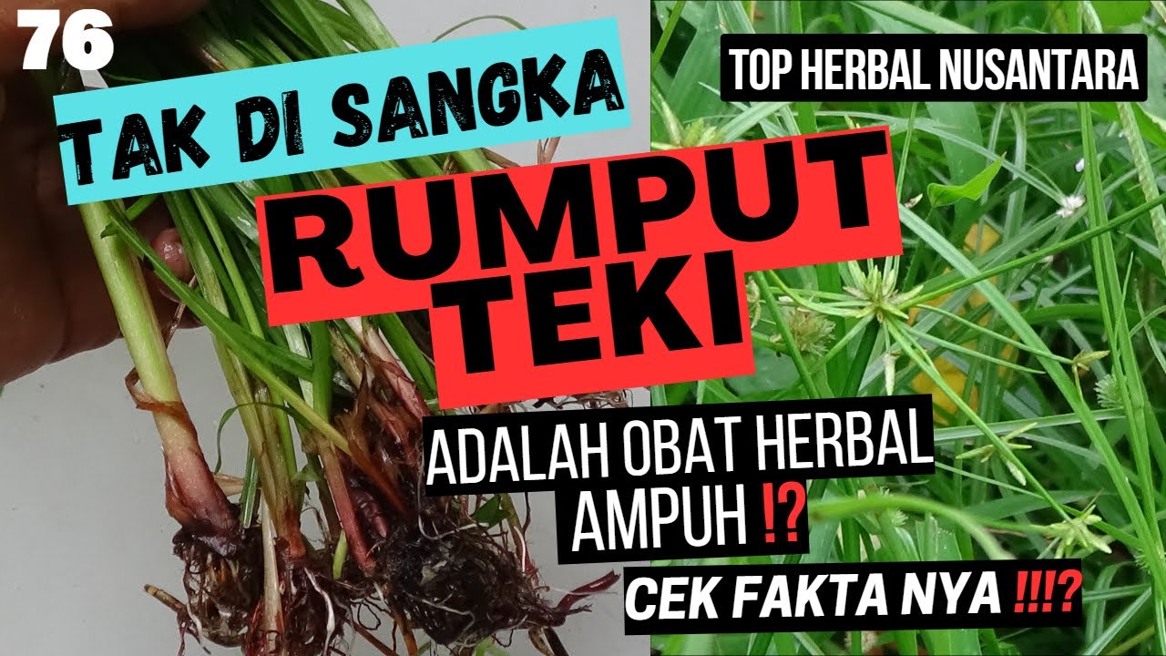 10 ПРЕИМУЩЕСТВ ТРАВЯНОЙ ЗАГАДКИ, КОТОРЫЕ НИКОГДА НЕ ДУМАЛИ #herbal #topherbalnusantara#health