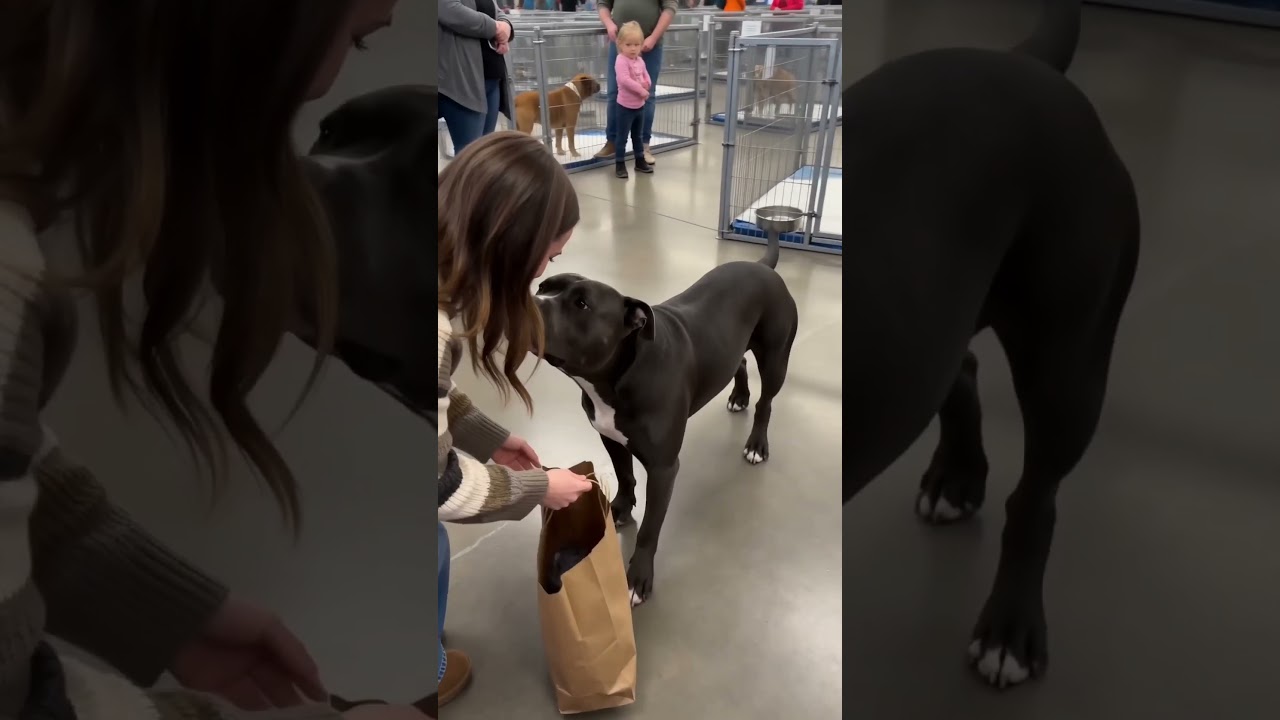 A nervous first meeting at adoption day