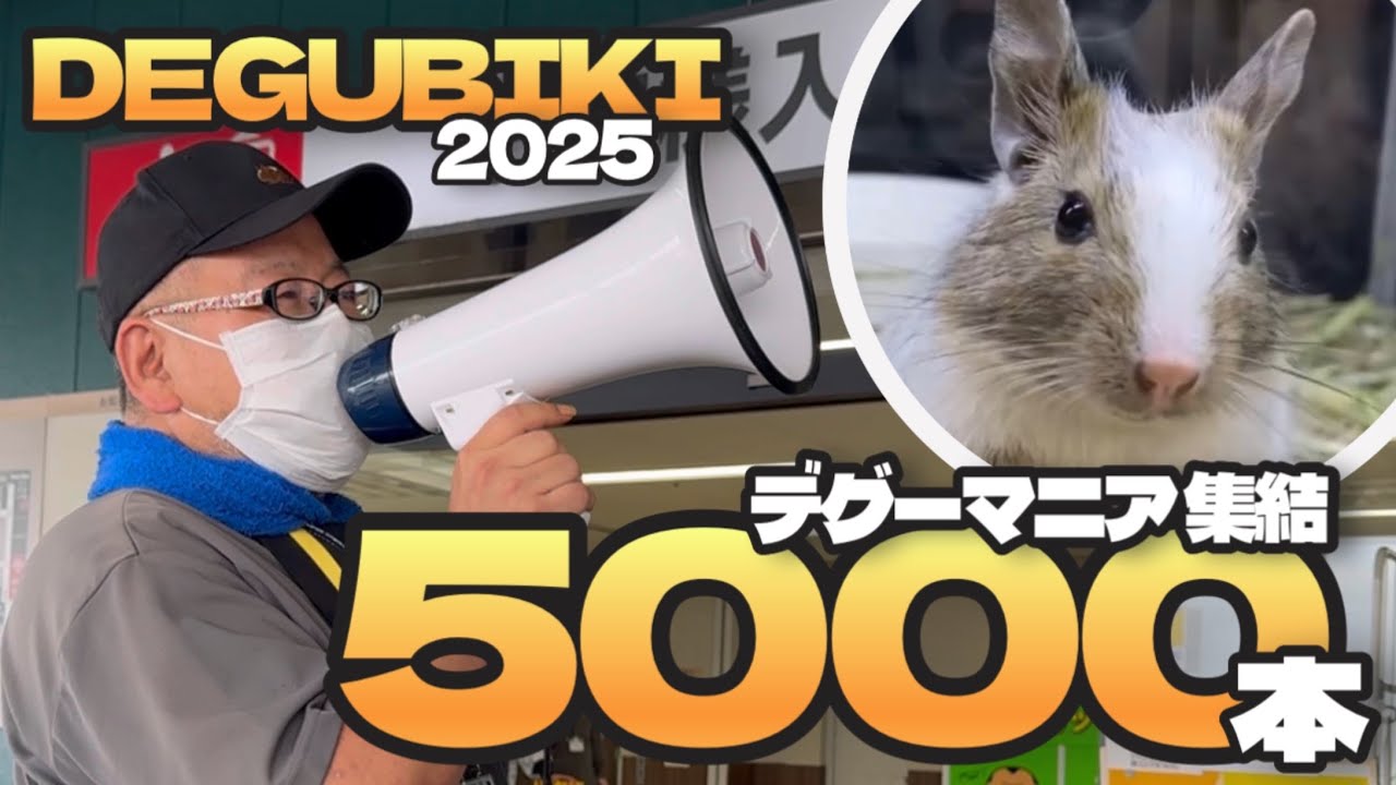 【 日本最大のデグーのイベント 】DEGUBIKI 2025  開催しました！        