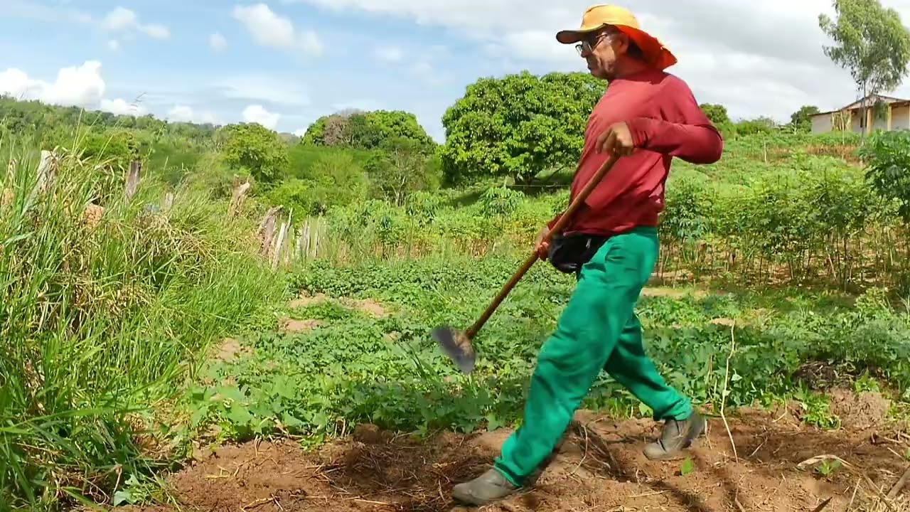 TERMINEI A LIMPEZA DO TERRENO DAS BATATAS 
