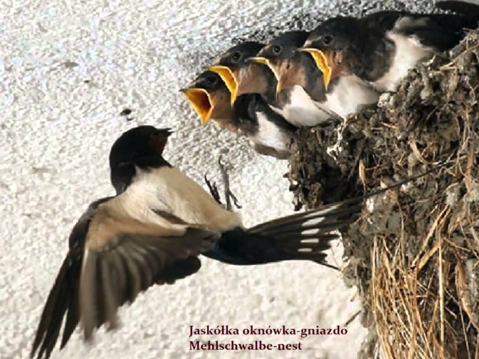 Ptaki Polski - Wiosenne Odgłosy Ptaków ; `` Gil (Gimpel)``,``Czyż (Erlenzeisig)`` i inne ...