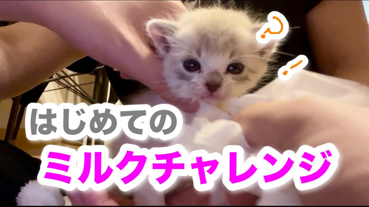 【保護猫1日目】初めてミルクを飲む子猫が可愛すぎる🍼