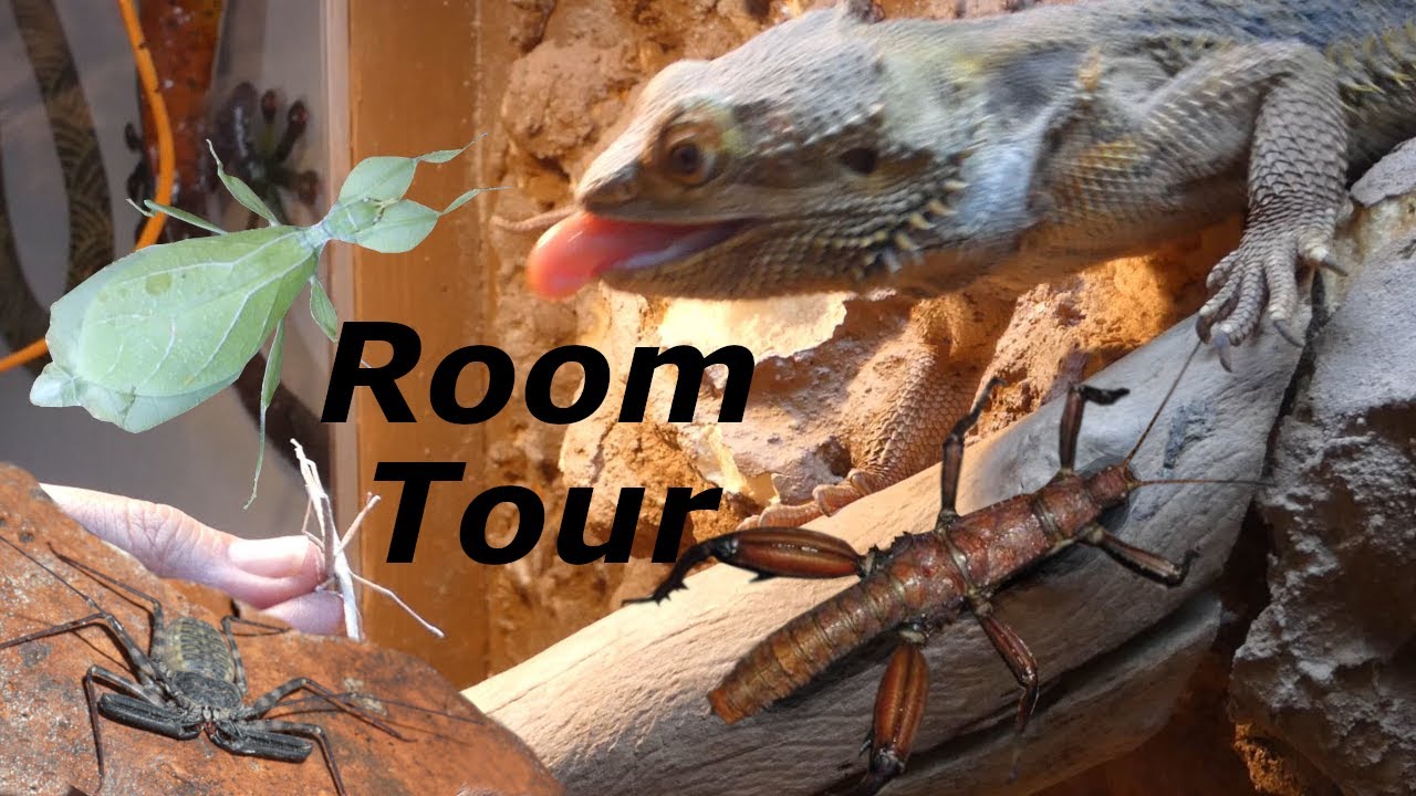 Bestioles ROOM TOUR (Présentation de tous mes animaux)