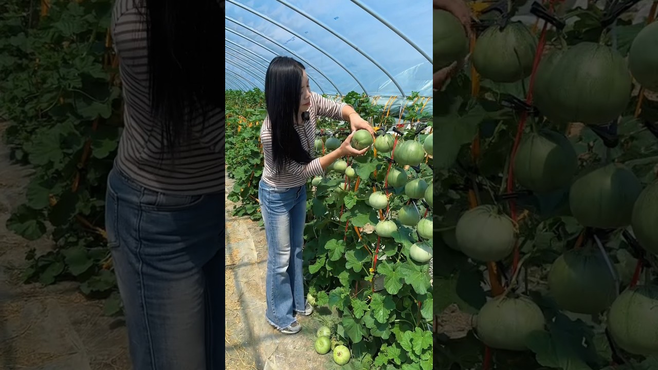 Beautiful natural cucumber garden and harvesting with rural farming life #2024 #harvesting #fresh
