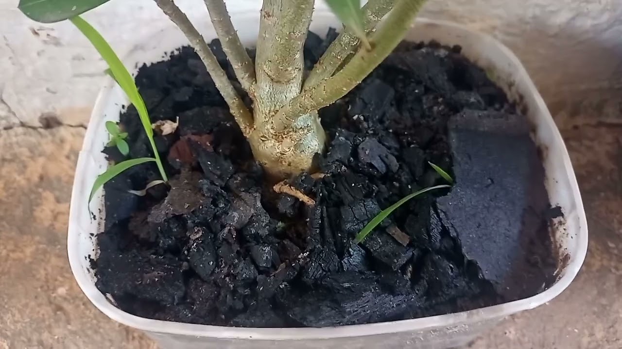 Mais  um dia de dona de casa limpeza na área de fora e muito mais ❤️🏡🌹