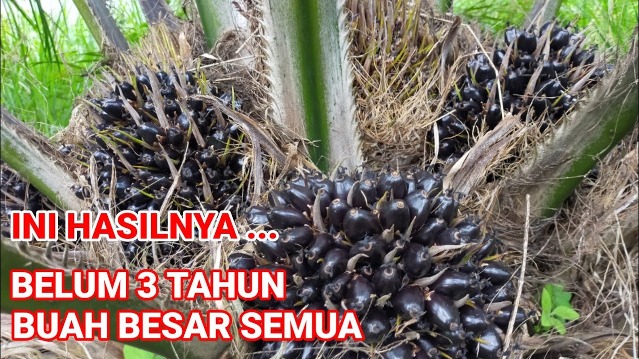 SERING DIREMEHKAN ternyata cara ini MEMPERBESAR BUAH SAWIT (@MAS ANANG )