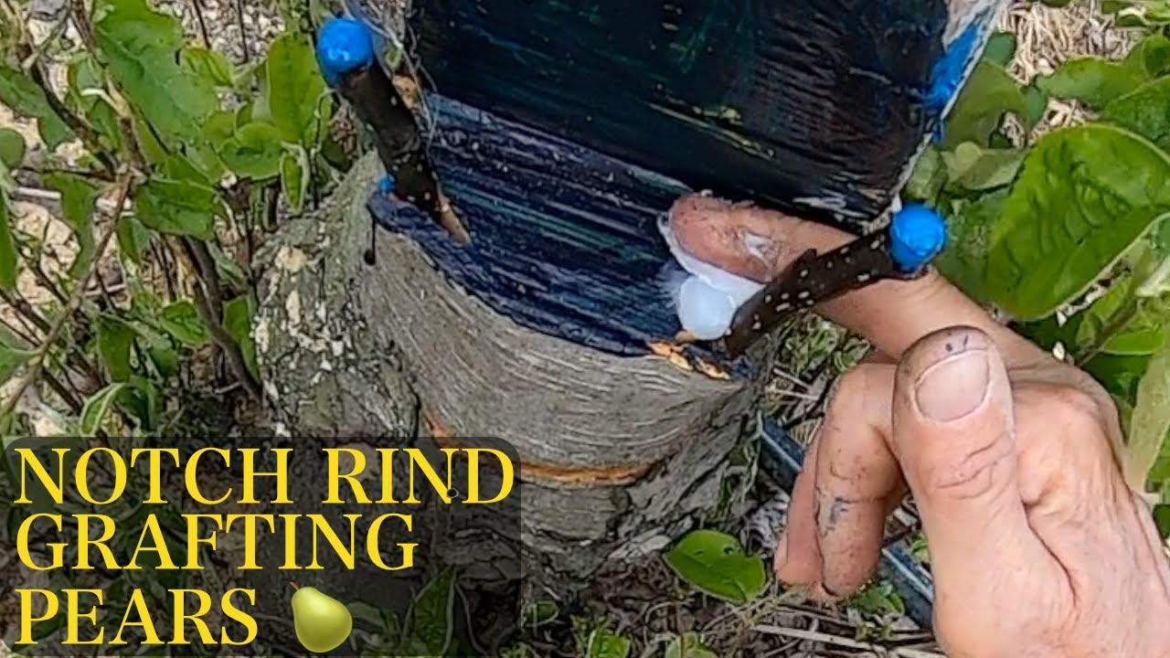 Notch Rind Grafting Pears 🍐 | Scionon Grafting Shears - SGS4-14R