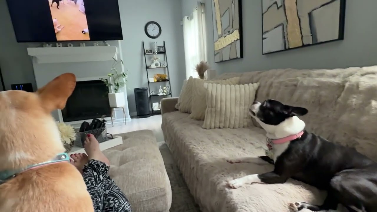 My Boston Pup barking w her boyfriend and lil bro