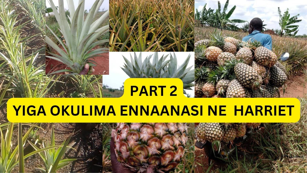 PART 2: YIGA OKULIMA ENNAANASI NE HARRIET