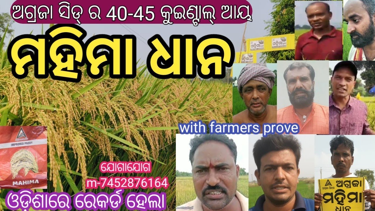 ଓଡ଼ିଶାରେ ଚହଳ ପକାଇଥିବା ଧାନ // ମହିମା ରେକର୍ଡ ଧାନ// 35-40 କୁଇଣ୍ଟାଲ୍ ଆୟ ଧାନ//Agraza seeds Mahima