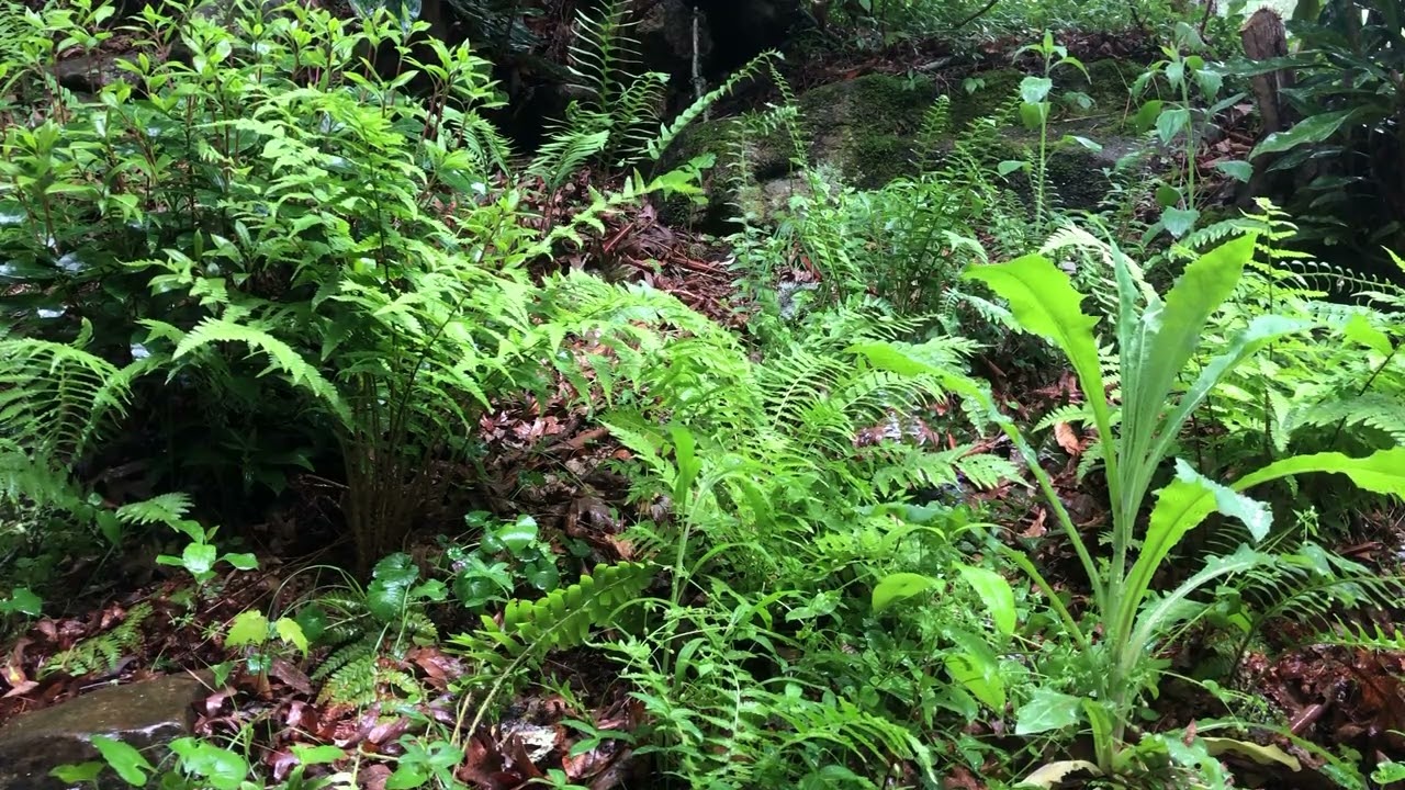 Ferns by the Creek