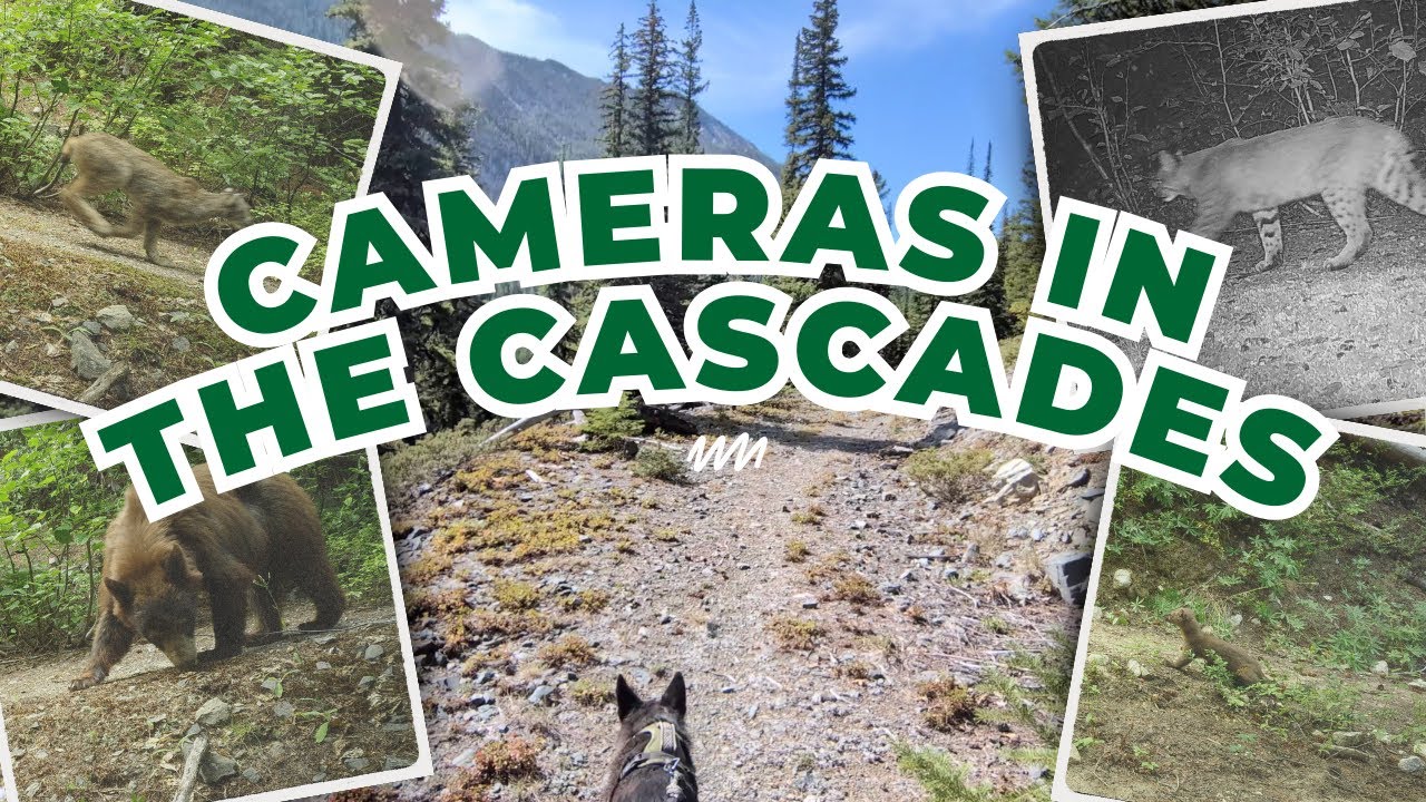 Cameras in the Cascades #wildlife #carnivores #washington