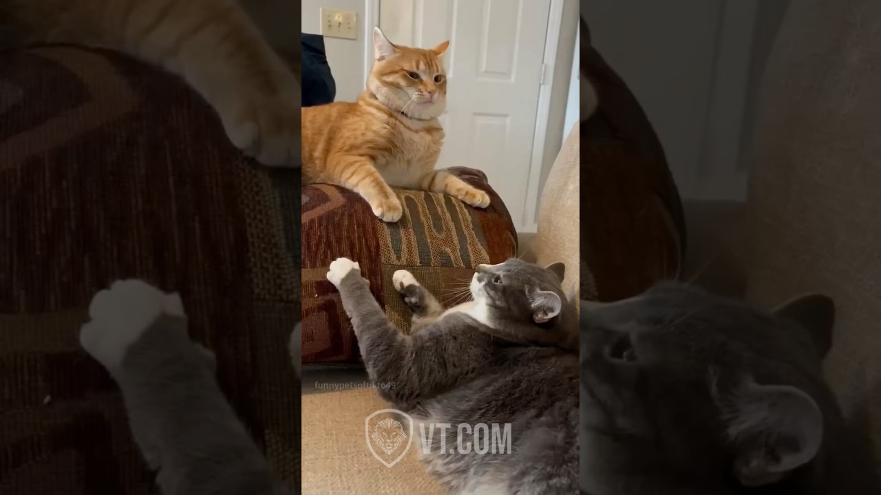 Cat Slaps Friend and Instantly Regrets It! 😼💥