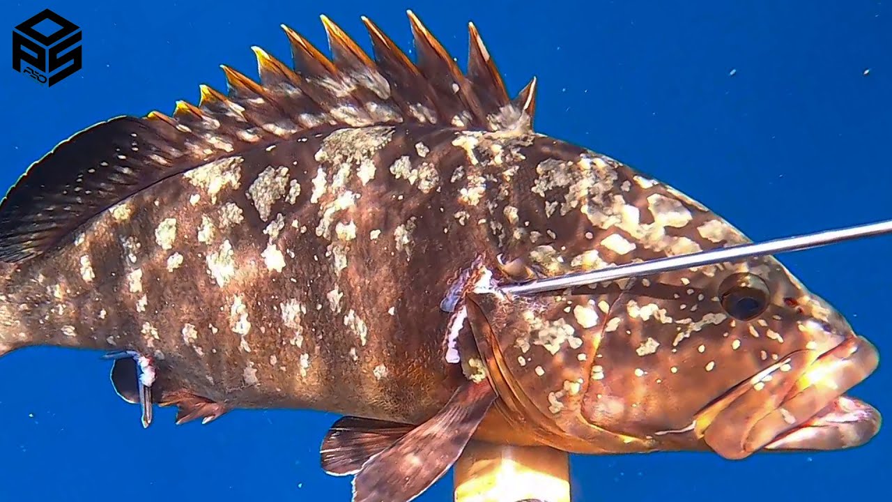 PESCASUB Cernia Enorme e pesci in tre metri Pesca subacquea Sottocosta - Tecniche di Pesca in Apnea