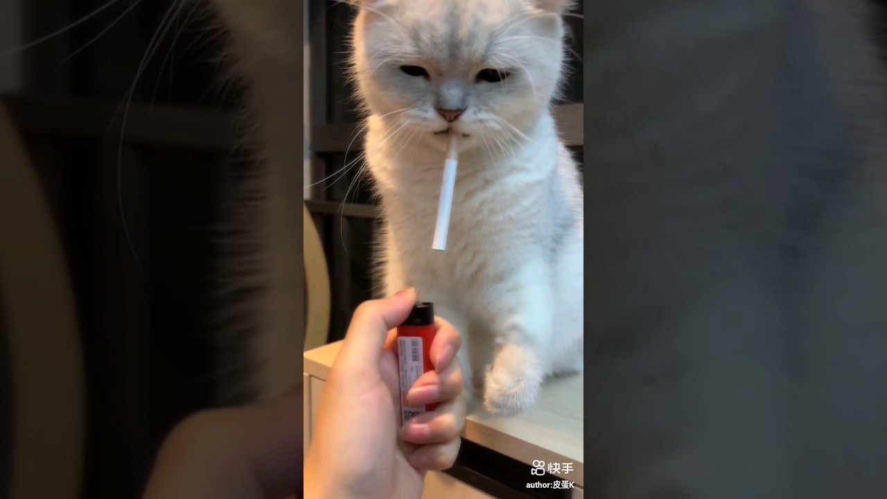 #youtubeshorts #pets #catshorts