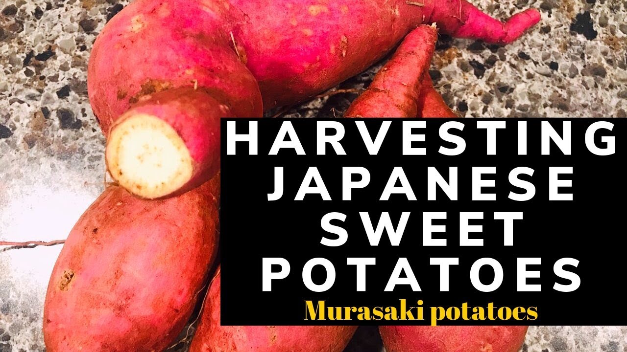Harvesting Japanese Sweet Potato |Growing