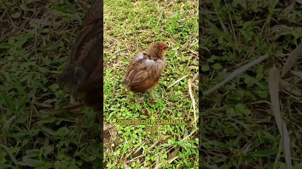 Captaron al m&iacute;tico Pollo-Pato en c&aacute;maras