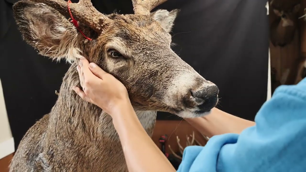 How To Tuck Eyes, Lips, Set Ears THE EASY WAY | Taxidermy Part 4