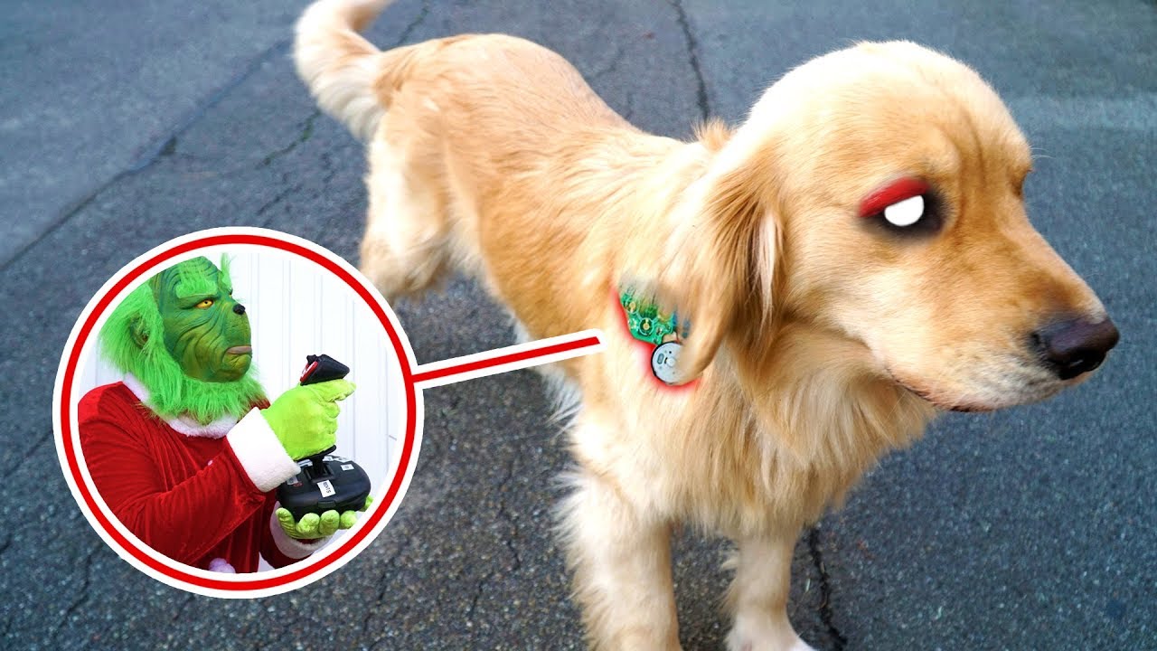 WEGEN CHIP IM OHR vom GRINCH wird HUND LUCKY FERNGESTEUERT !!!