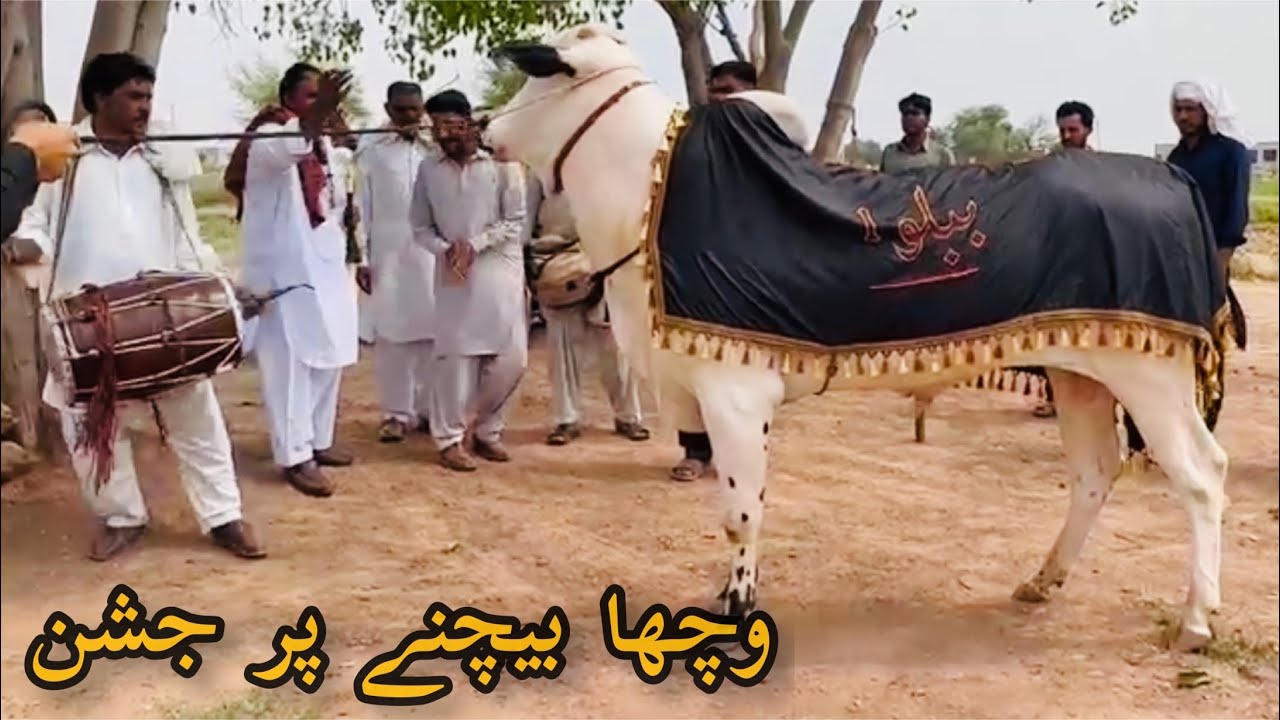 Malik Ka Wacha Bechna Par Jashan🥁 || New Entry at Dera Zulfi Daa || 2024 Collection ||