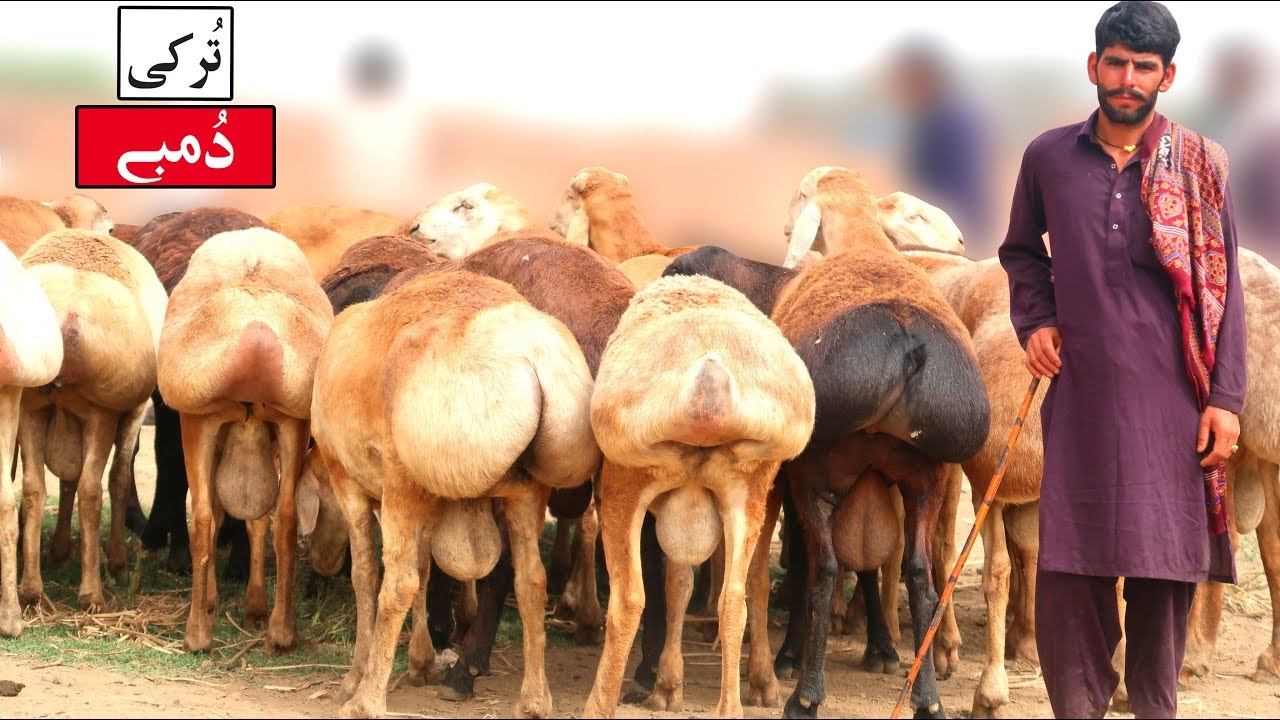 Turkey Dumbay - Lala Bhai Kay Dumbay Lahore Bakra Mandi 2019