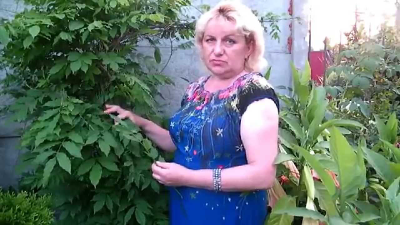 ГЛИЦИНИЯ!!! ПОЧЕМУ НЕ ЦВЕТЕТ ИЛИ КОГДА ЗАЦВЕТЕТ ГЛИЦИНИЯ?!!!! Glycine !!!