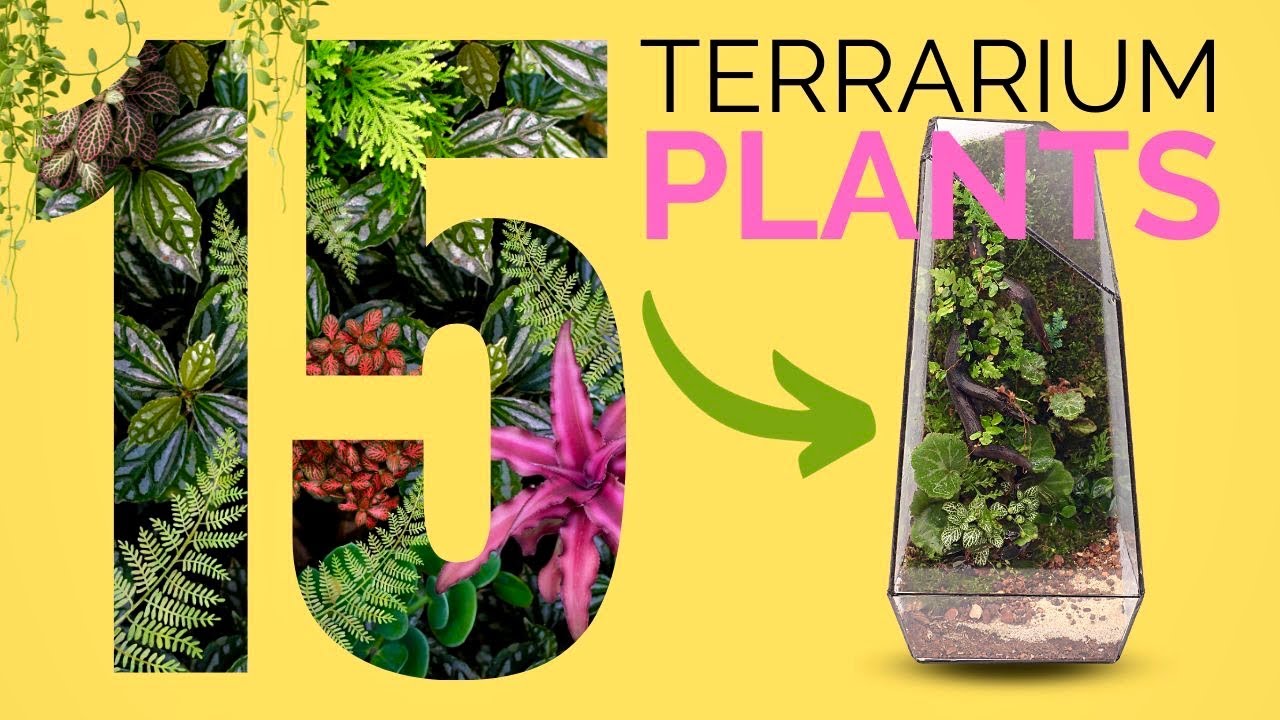 15 Best Plants for Closed Terrariums
