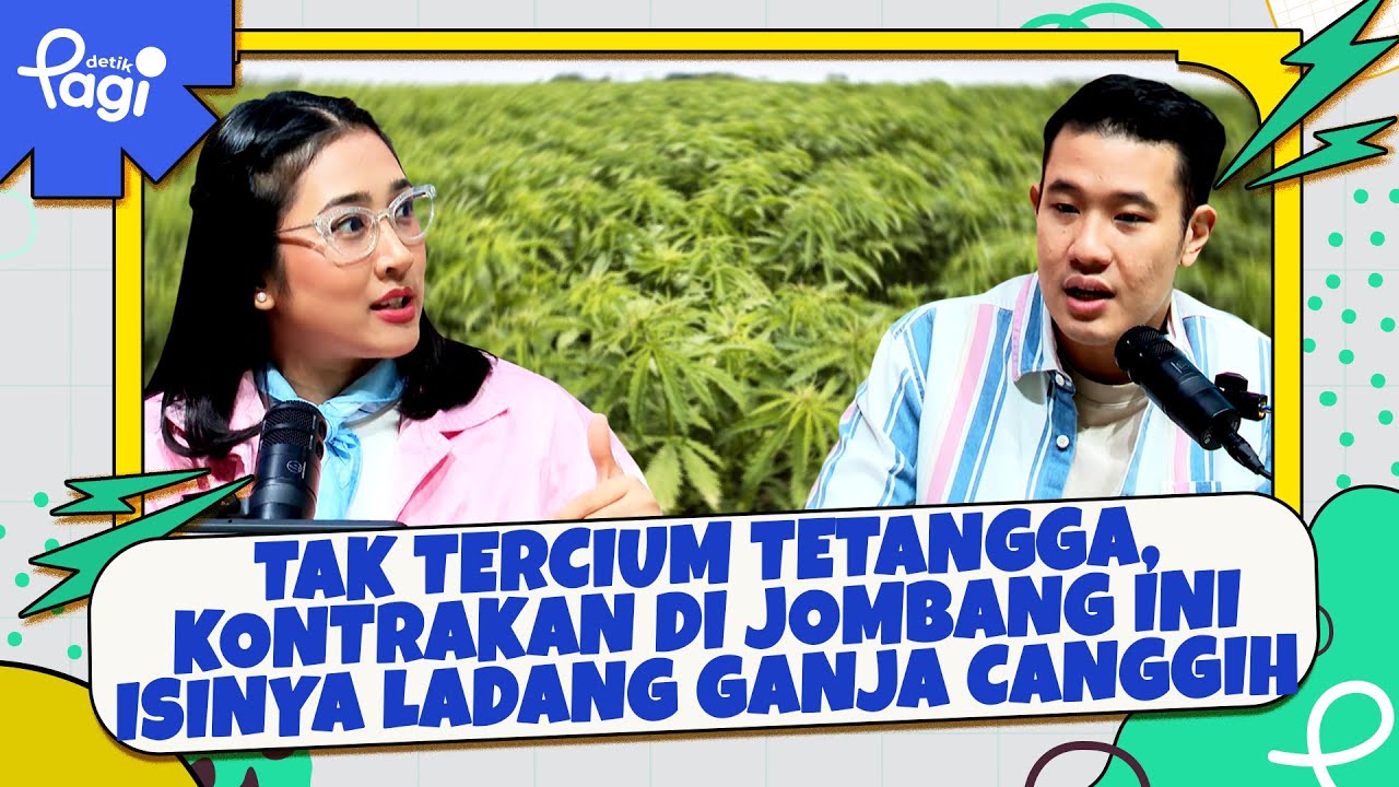 Tak Tercium Tetangga, Kontrakan di Jombang Ini Isinya Ladang Ganja Canggih