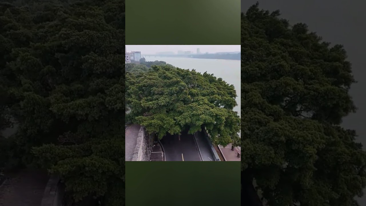 This Tree Stands in Middle of Road and No One Dares to Cut It Down