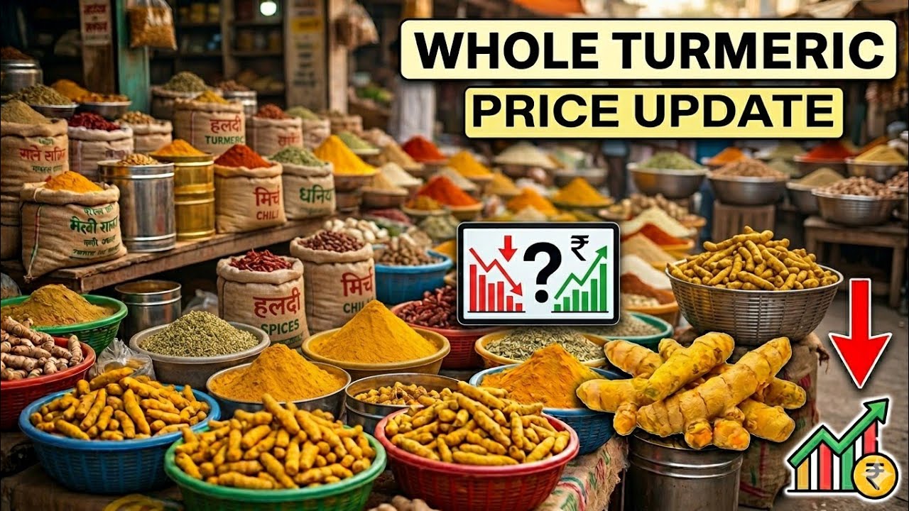 Haldi Sabut Market Update