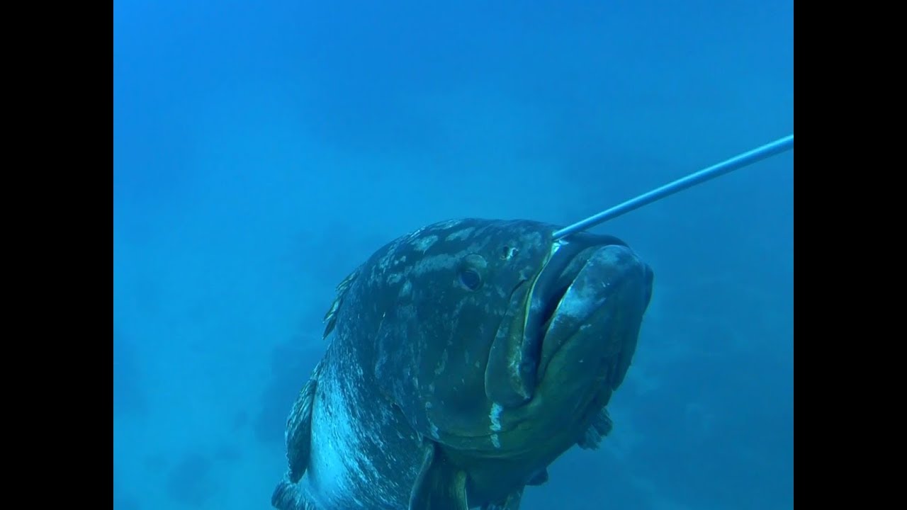 Visiting Grouperland - Deep Spearfishing