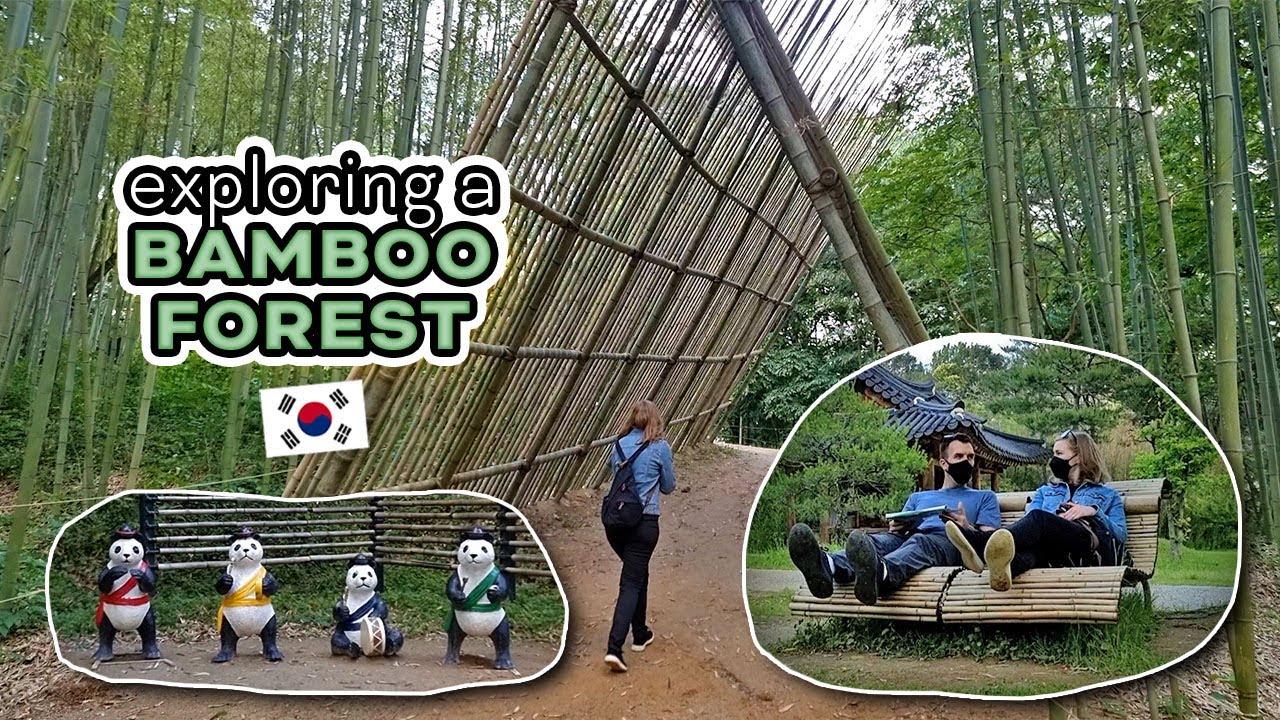 Juknokwon Bamboo Forest in Damyang, South Korea | sights and sounds of the forest