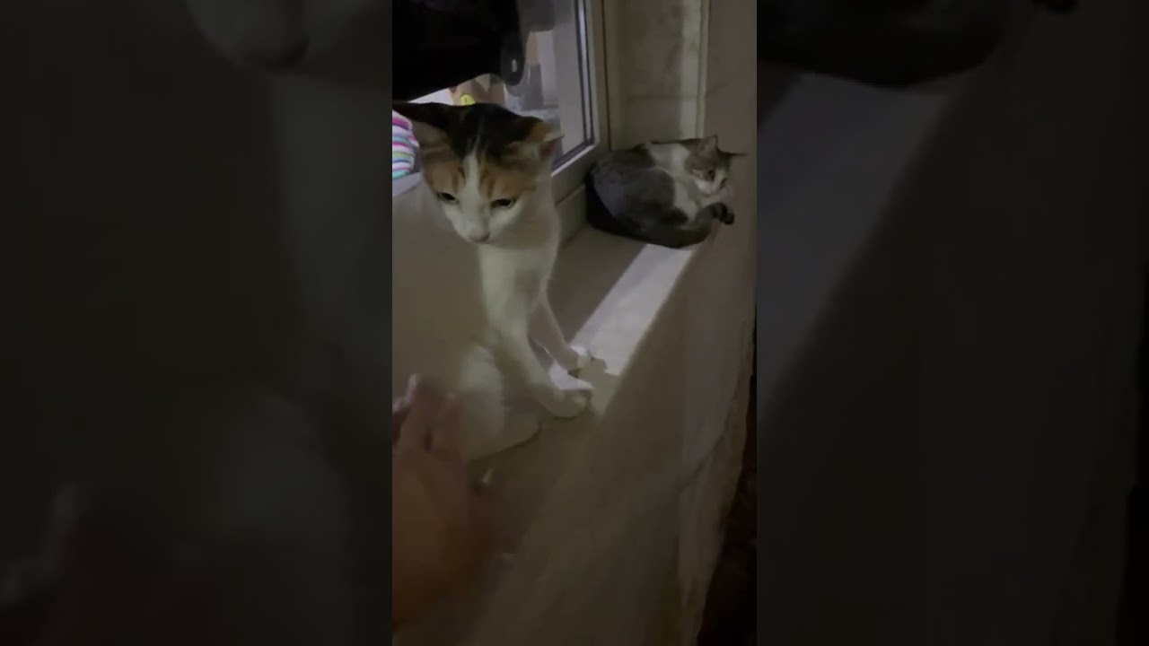 고양이 하악질 Cat hissing