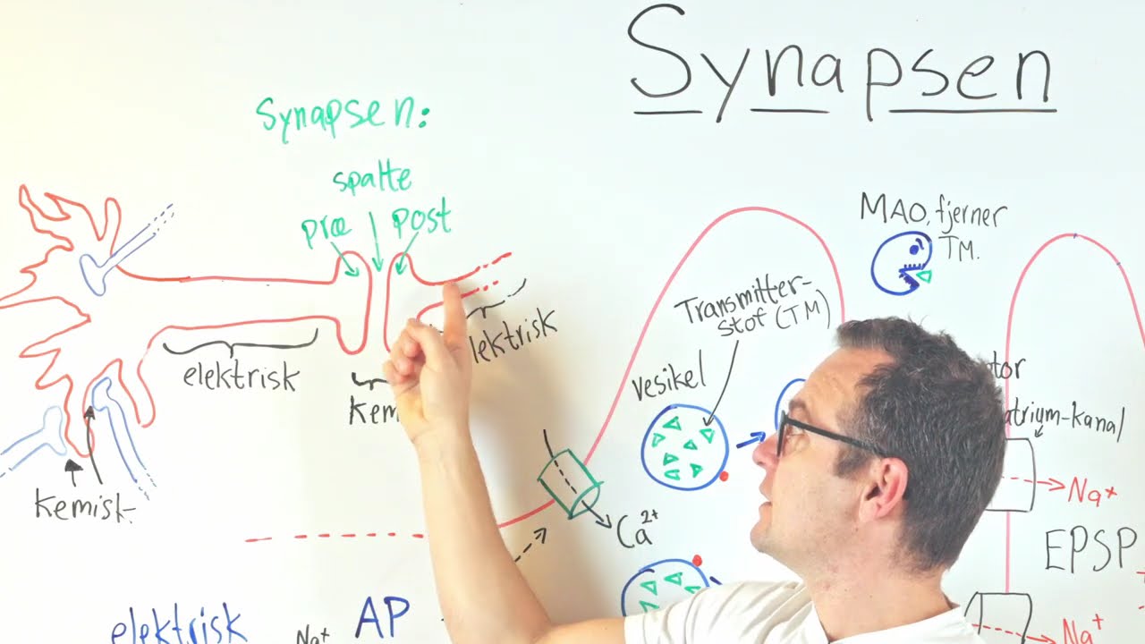 synapsens nervesignal