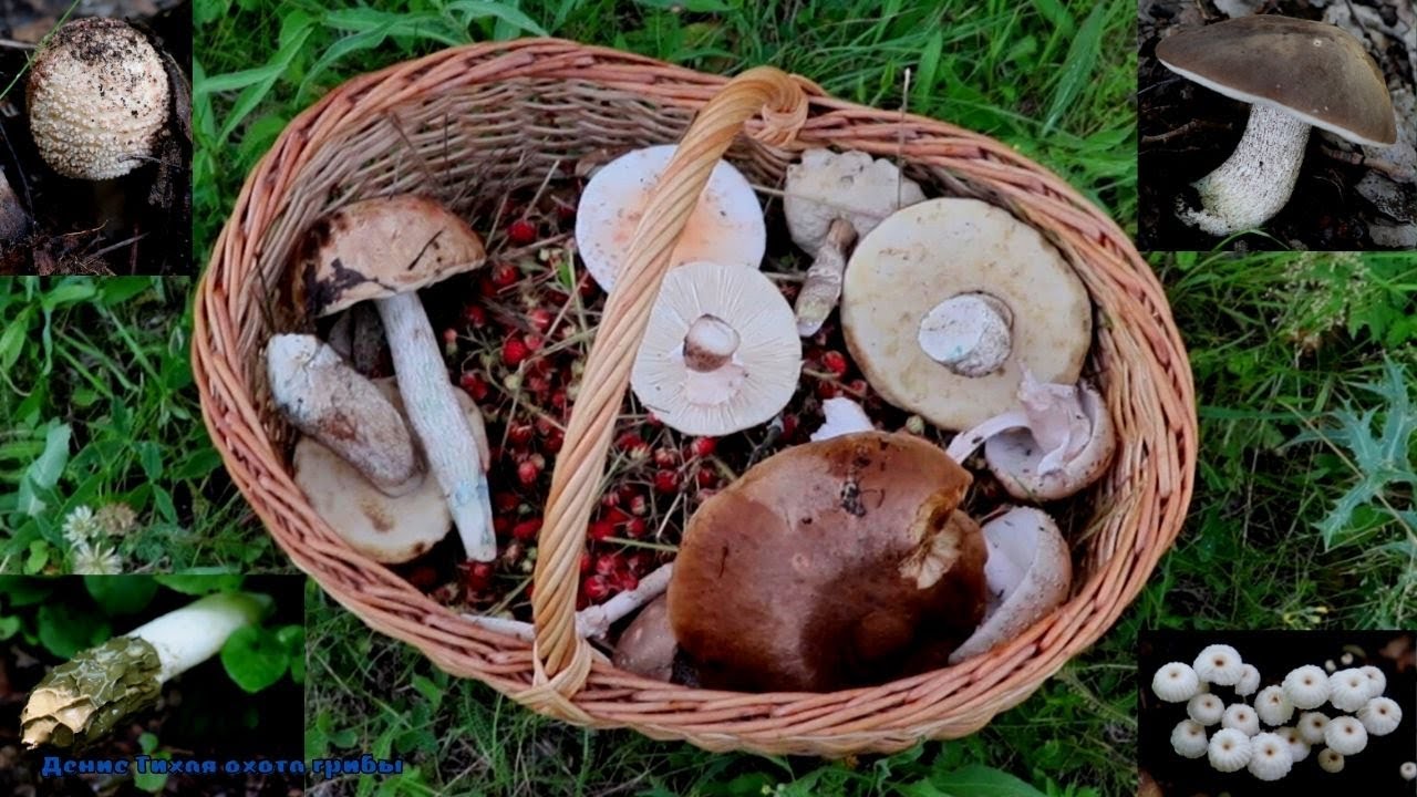 Обабки, маримухи, опята, моховики и земляника