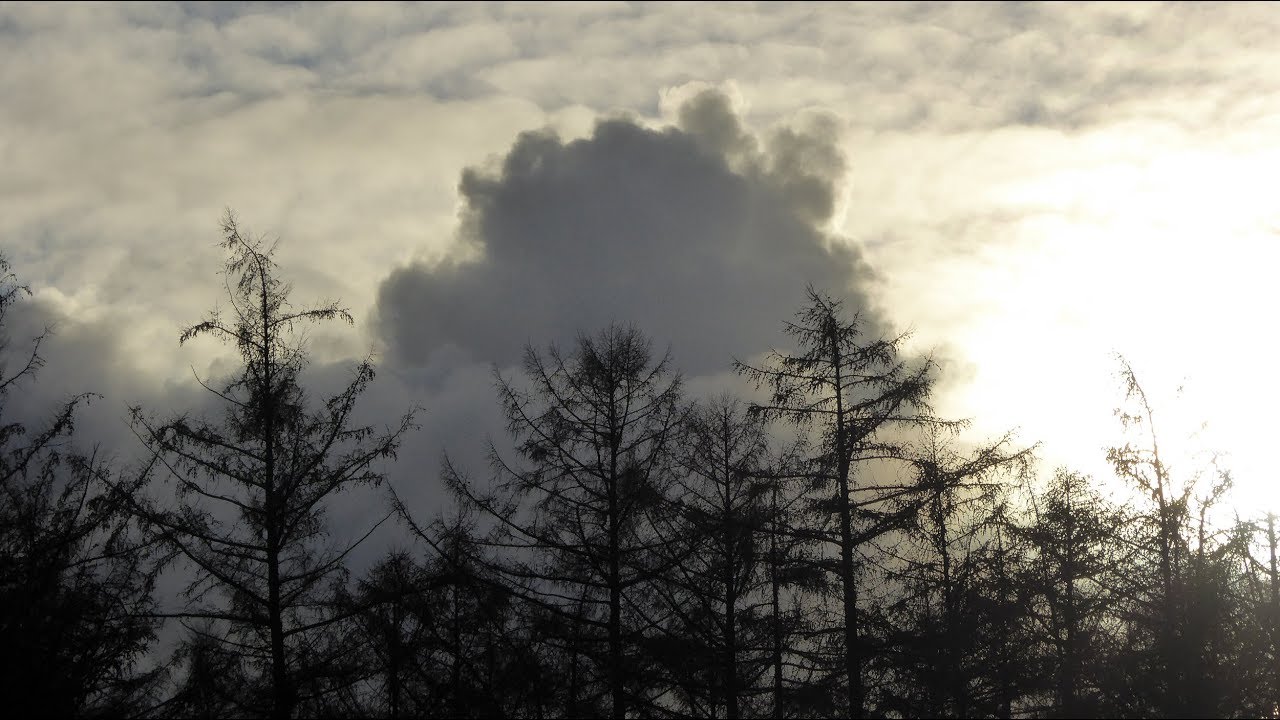A  flock of starlings and a glimpse of a hawfinch