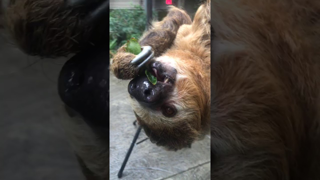 Home Safari - Hanging with the Sloths - Cincinnati Zoo