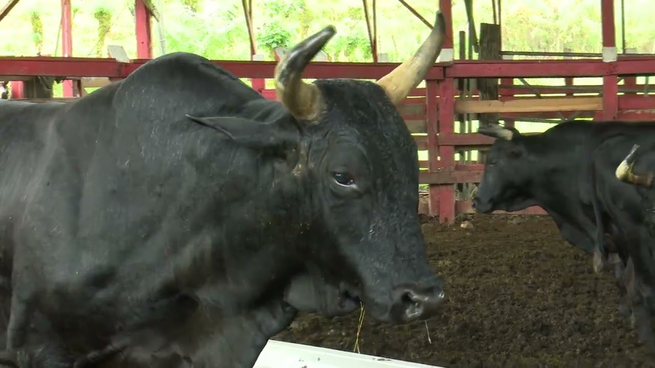 Ganadería 3X: 40 años en las corridas de toros nacionales e internacionales