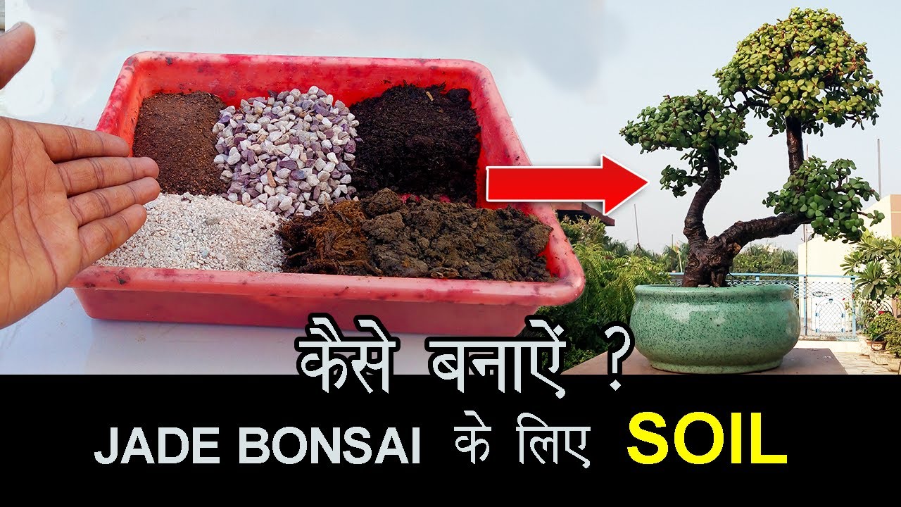 How to make Bonsai Soil for Jade Bonsai | Repot Jade Bonsai in Best Soil Medium