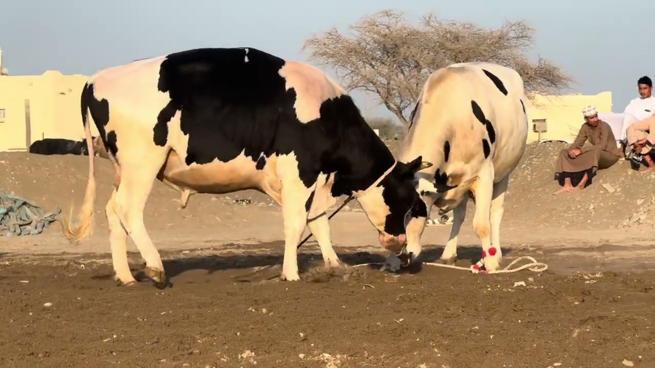 البرج و شرار