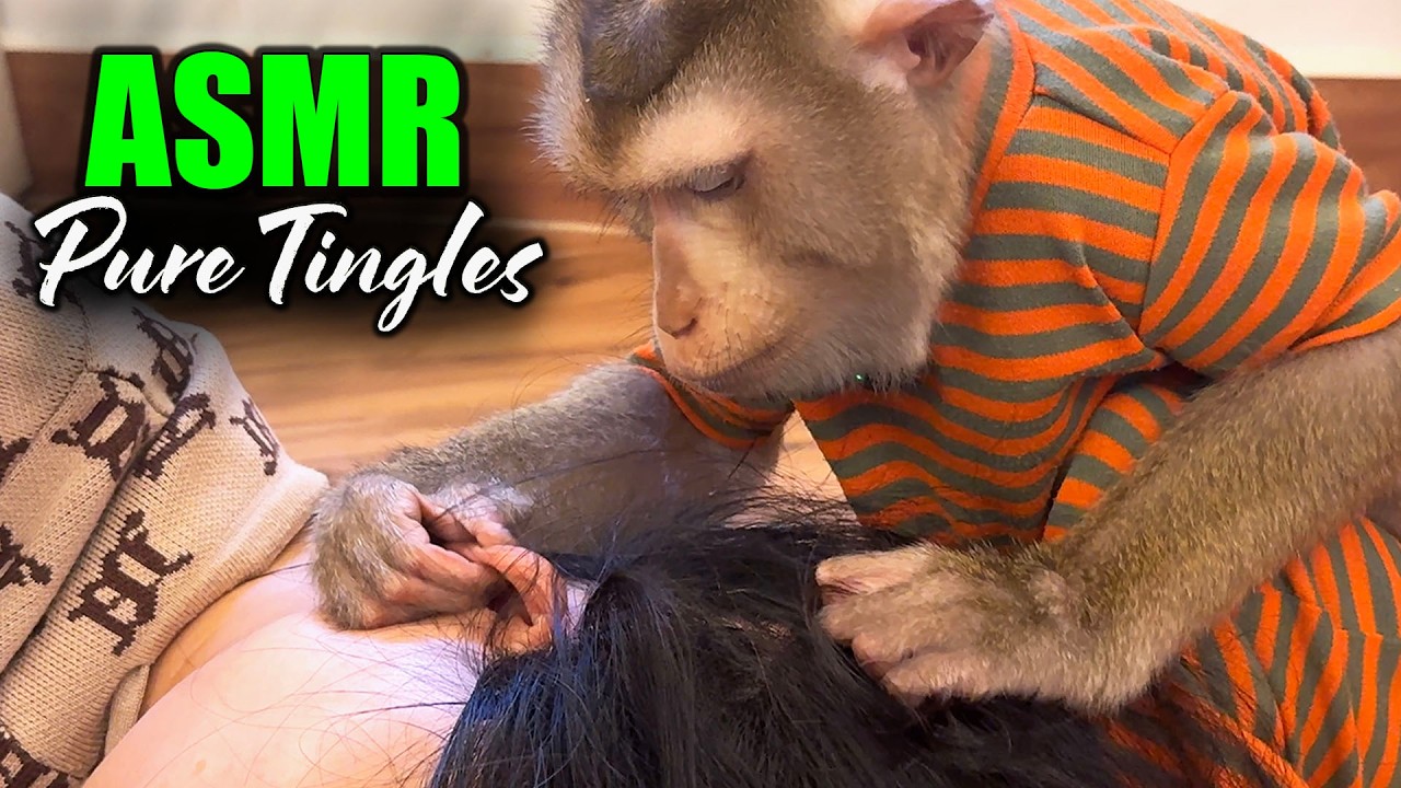 ASMR Monkey Grooming (No Talking) | Calm Your Mind & Drift to Sleep INSTANTLY
