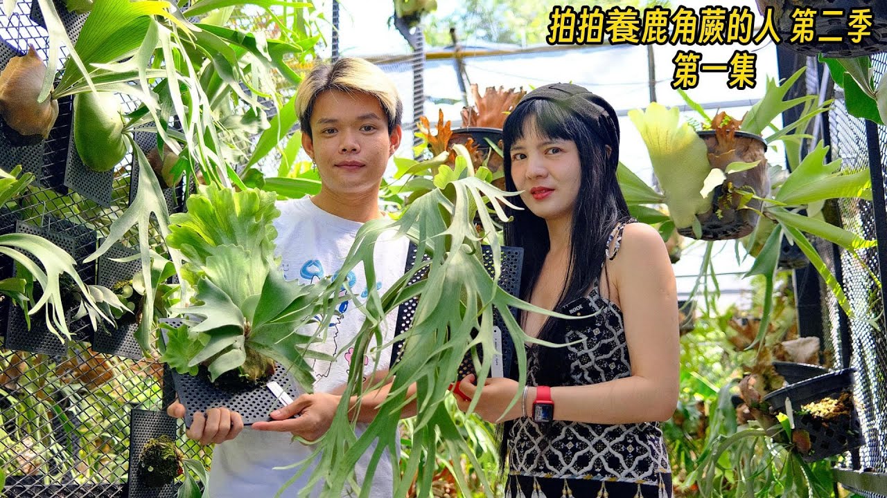 来ck家看看，在家的前院后院可以设计的鹿角蕨苗圃。「拍拍养鹿角蕨第二季 第一集」
