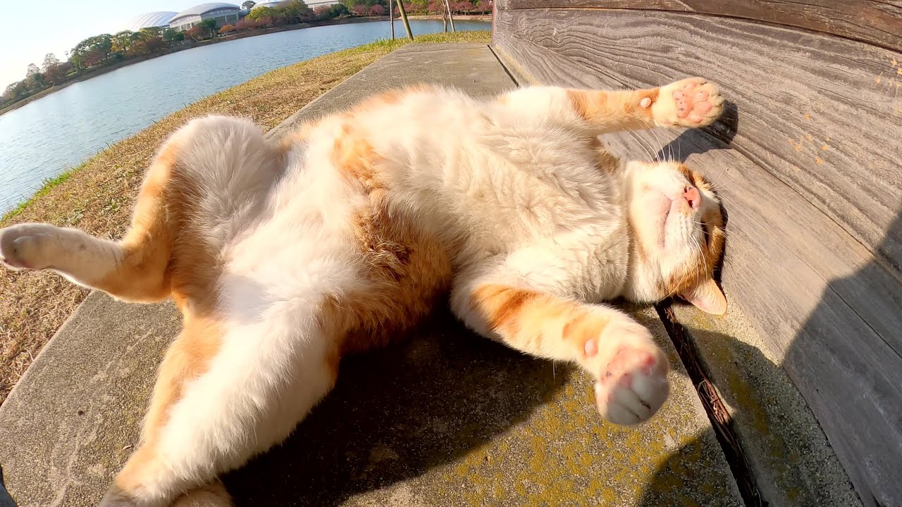 茶シロ猫をモフると、爆音で喉を鳴らしながら転げ回って喜んだ