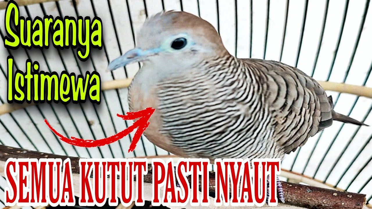 Perkutut GACOR suara menggelegar bikin kutut lokal sedesa ikut Nyaut.
